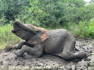 Mzinga