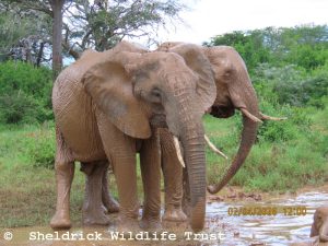 Sonje und Murera