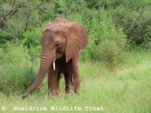 Kinyei