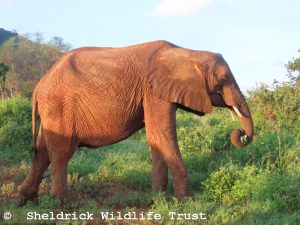 Kinyei