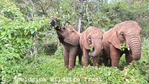 V.l.n.r.: Weka, Natibu und Mwinzi