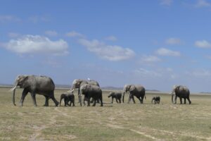 Die AA-Familie auf ihrem Weg durch die Amboseli-Ebene.